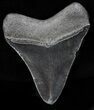Serrated, Fossil Megalodon Tooth - Georgia #58084-2